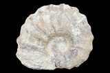 Cut/Polished Calycoceras Ammonite (Half) - Texas #93551-1